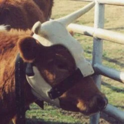 NRS Strap On Muley Horns -Ariat Sales Shop ropinghorn2